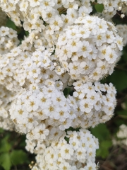 Spiraea cantoniensis