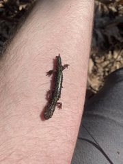 Plethodon dixi