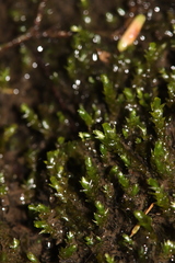 Hygrohypnum