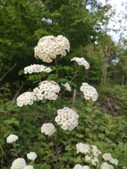 Spiraea cantoniensis
