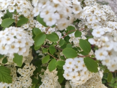 Spiraea cantoniensis