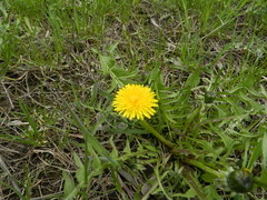 Taraxacum officinale