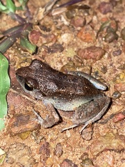 Arthroleptis poecilonotus