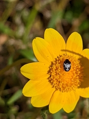 Anthrenus sophonisba