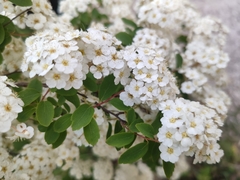 Spiraea cantoniensis