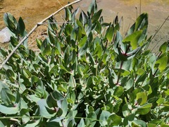 Flaveria chlorifolia