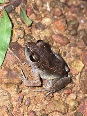 Arthroleptis poecilonotus
