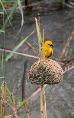 Ploceus subaureus subaureus