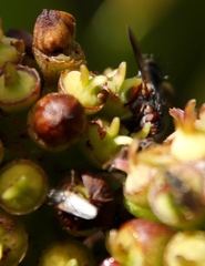 Coelopa