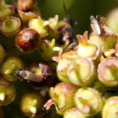 Coelopa