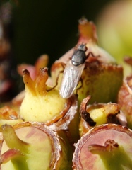 Coelopa