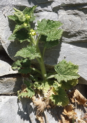 Scrophularia vernalis