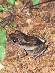 Arthroleptis poecilonotus