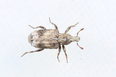 Gronops lunatus