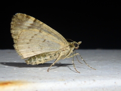 Chloroclysta siterata