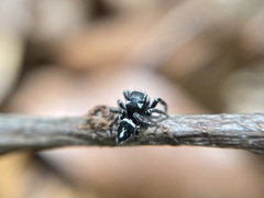 Habronattus carolinensis