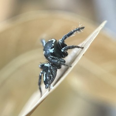 Habronattus carolinensis