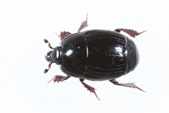 Margarinotus obscurus
