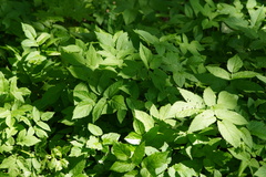 Aegopodium podagraria