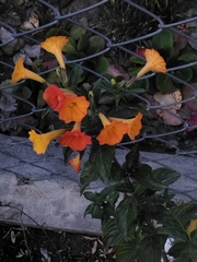 Streptosolen