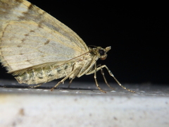 Chloroclysta siterata