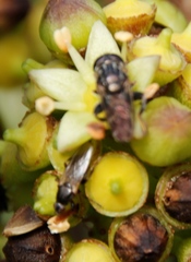 Coelopa