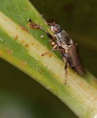 Coelopa