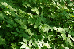 Aegopodium podagraria