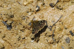 Piruna ceracates