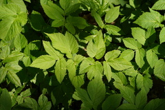 Aegopodium podagraria