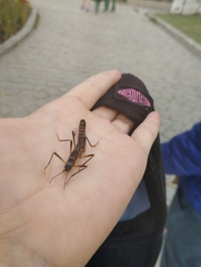 Peruphasma pentlandi