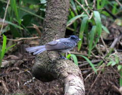 Trochocercus cyanomelas