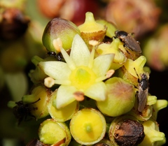 Coelopa