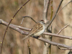 Spizella passerina