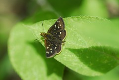 Piruna ceracates