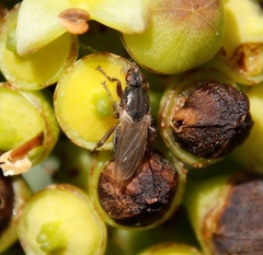 Coelopa