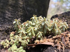 Peperomia leptophylla