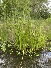 Cyperus pseudovegetus