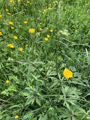Ranunculus acris acris