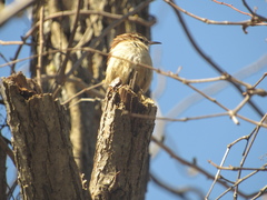 Thryothorus ludovicianus