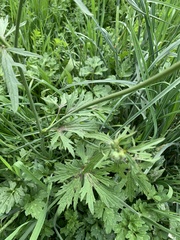 Ranunculus acris acris