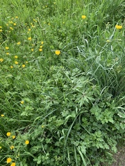 Ranunculus acris acris