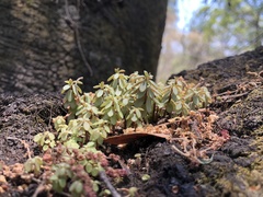 Peperomia leptophylla