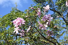 Ceiba pubiflora