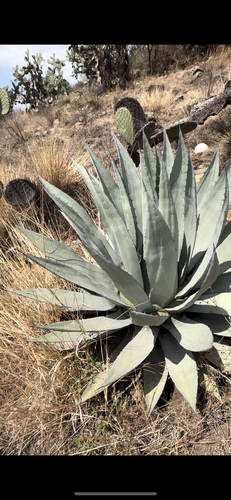 Agave applanata