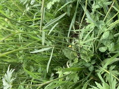 Ranunculus acris acris