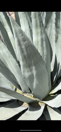 Agave applanata