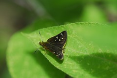 Piruna ceracates