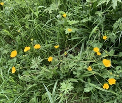 Ranunculus acris acris