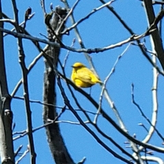 Setophaga petechia